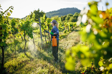 Fototapeta na wymiar Vineyard woman farmer spraying grapevines with fungicide or pesticide to protect growth and harvest in summer viticulture routine