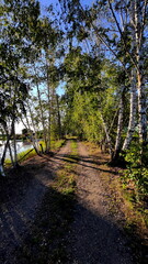 Countryside Road Between Birch Trees