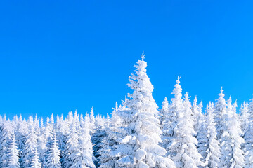 fir trees covered by heavy snow winter background