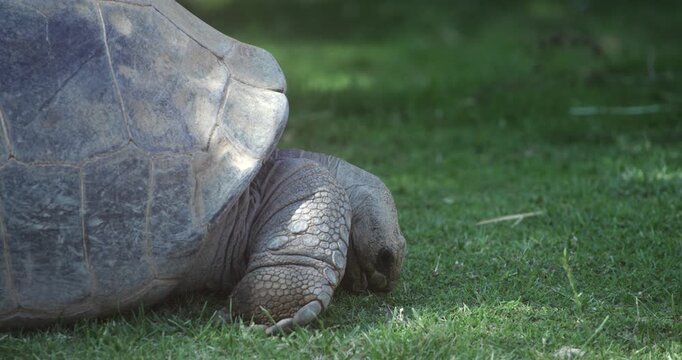 Gal&aacute;pagos Tortoise Eating Grass