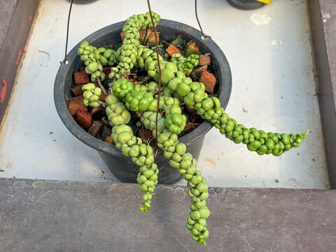 epiphytic succulent, Dischidia pectinoides, grows in a hanging pot. Its segmented, pod-like green foliage creates a stunning, natural trailing pattern.