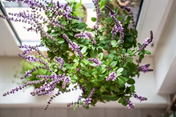 Blooming Thai basil bush plant with small purple aroma flowers in clay pot on windowsill at home, selective focus. Cultivation homegrown aroma spicy herbs, indoor gardening. Green hobby concept