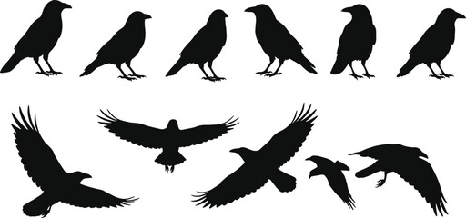 Black Silhouettes of Crows and Birds in Various Poses, Flying and Standing, for Wildlife, Nature, and Avian Themes