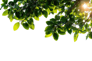 Lush green leaves backlit by sunlight
