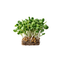 Fresh Sunflower Sprout Microgreens with Roots, Isolated on Black Background