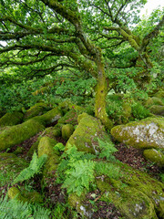 old oak trees with moss covered rocks in wistmans wood in UK national nature reserve dartmoor