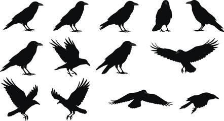 Silhouettes of crows in various flying and standing poses, perfect for nature, bird watching, wildlife, and outdoor designs