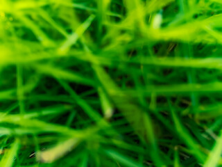 Green grass nature landscape background blurry view