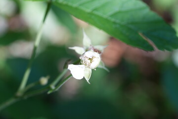 PICCOLO FIORE SELVATICO DEL BOSCO