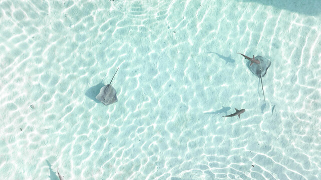 Aerial view of stingrays and sharks glide through the crystalline waters, their shadows dancing on the sandy seabed, Moorea, Windward Islands, French Polynesia.
