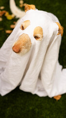 Dog in a Ghost Costume Halloween Fun