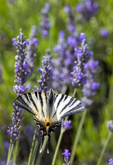 Fennel Swallowtail on lavender, Provence, France