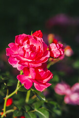 Bright pink roses bloom vibrantly in a lush garden during springtime