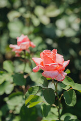 Beautiful pink roses blooming in a green garden during summer sunlight