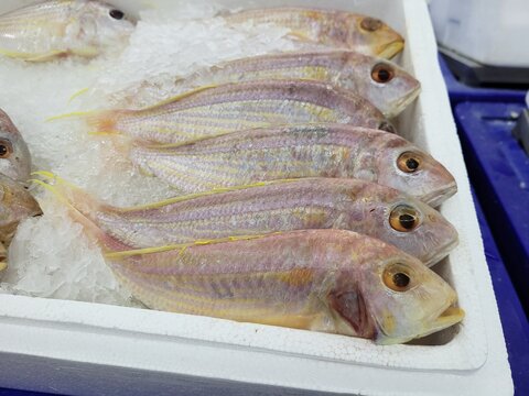 Fresh Ornate threadfin bream (Nemipterus hexodon) at fish market