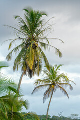 Verdant coconut palms flourishing across Costa Rica's lush tropical landscape, casting gentle shadows on sunlit terrain
