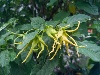 Ylang-ylang flowers or Cananga odorata or ylang-ylang shrub (Cananga odorata fruticosa) are planted as decoration in the yard.
