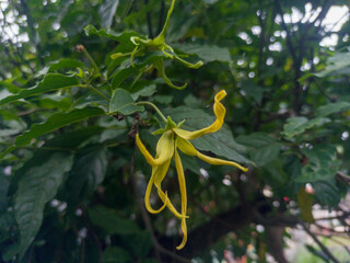 Ylang-ylang flowers or Cananga odorata or ylang-ylang shrub (Cananga odorata fruticosa) are planted as decoration in the yard.