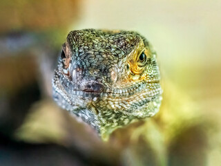 Portrait of a young male Black spiny-tailed iguana watching in a terrarium. Ctenosaura similis, Loiret 45, région Centre Val de Loire, France, European Union, Europe