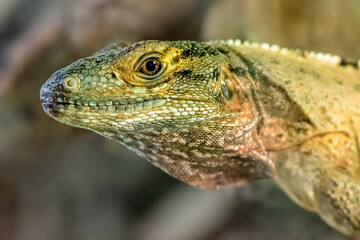 Portrait of a young male Black spiny-tailed iguana watching in a terrarium. Ctenosaura similis, Loiret 45, région Centre Val de Loire, France, European Union, Europe