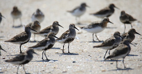 Big group of wild sandpipers at the chore of french Brittany (Saint Jacut de la Mer)