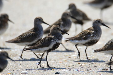 Big group of wild sandpipers at the chore of french Brittany (Saint Jacut de la Mer)