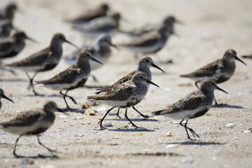 Big group of wild sandpipers at the chore of french Brittany (Saint Jacut de la Mer)