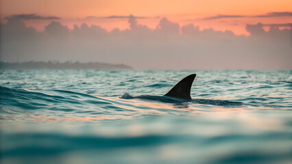Fototapeta premium Shark fin breaks the ocean surface in a beautiful sunset scenery