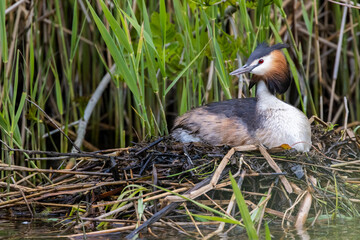 Great crested grebe nesting on its nest among reeds and leaves