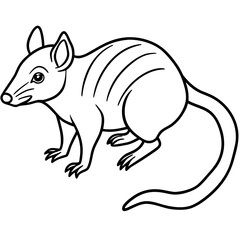 Tree shrew line art vector