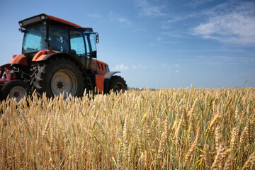 Ears of ripe wheat field against the background of a tractor and blue sky with clouds.
