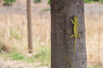 Small chameleon climbing tree trunk in natural park