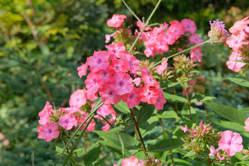 Fototapeta premium Pink flowers in flowerbed. Phlox is grown as garden plants. Cottage garden. Floral decoration. Sunny day.
