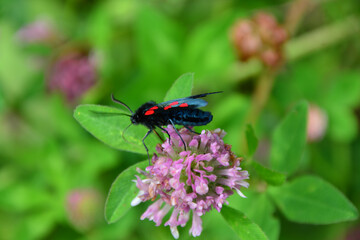 Butterfly on Pink Clover Flower zygaenidae butterfly with red spots