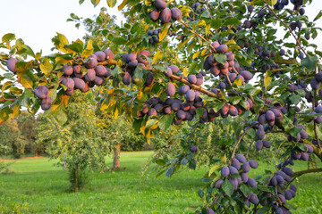 Zwetschgenbaum im Sommer mit reifen Früchten. © jiriviehmann