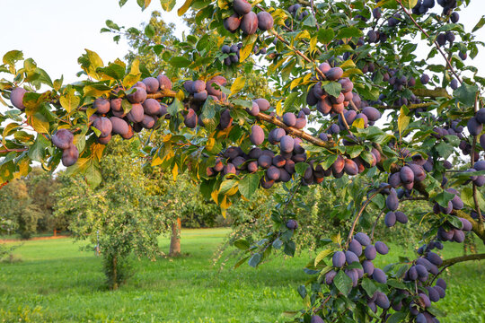 Zwetschgenbaum im Sommer mit reifen Fr&uuml;chten.