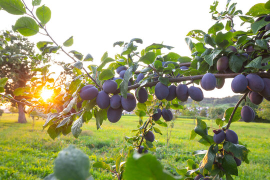 Zwetschgenbaum im Sommer mit reifen Fr&uuml;chten und strahlendem Sonnenstern