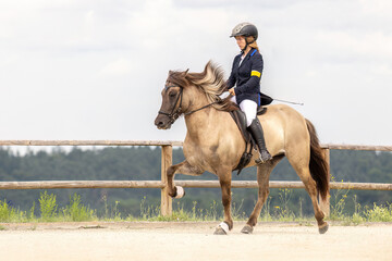 Obraz premium Icelandic horse in tölt gait during equestrian tournament