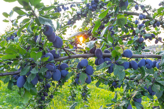 Zwetschgenbaum im Sommer mit reifen Fr&uuml;chten und strahlendem Sonnenstern