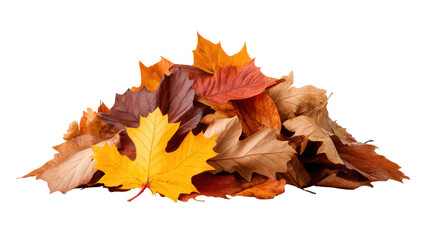 Obraz premium Autumn leaves isolated on transparent background with warm colors and natural texture