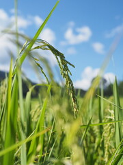 Naklejka premium Close-up of Ripe Rice in a Paddy Field