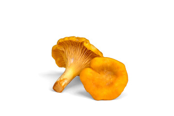 Raw fresh chanterelles mushrooms isolated on white background.