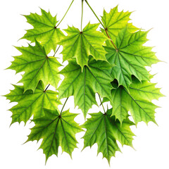 3d realistic maple leaves cluster isolated on transparent background