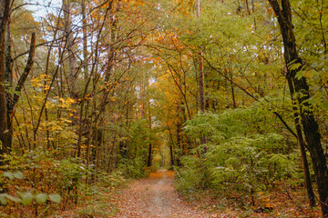 Obraz premium Serene forest path in autumn showcasing vibrant foliage and peace