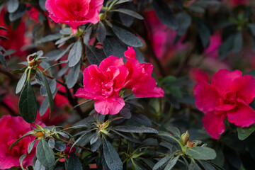 Blooming pink azalias flowers, azalia flowers in a greenhouse