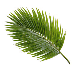 Obraz premium Close-up of a vibrant green palm frond (1)