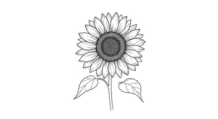 Fototapeta premium Hand drawn sunflower with soft petals
