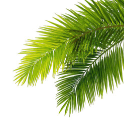 Obraz premium Close-up of vibrant green palm fronds (1)