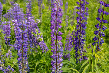 Obraz premium Purple lupins create a striking display in a blooming field under bright sunshine, showcasing nature's beauty in spring