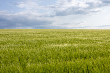 Expansive wheat field glows green against a backdrop of rolling clouds, capturing the beauty of late afternoon light and nature's bounty
